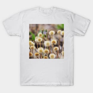 Seedheads T-Shirt